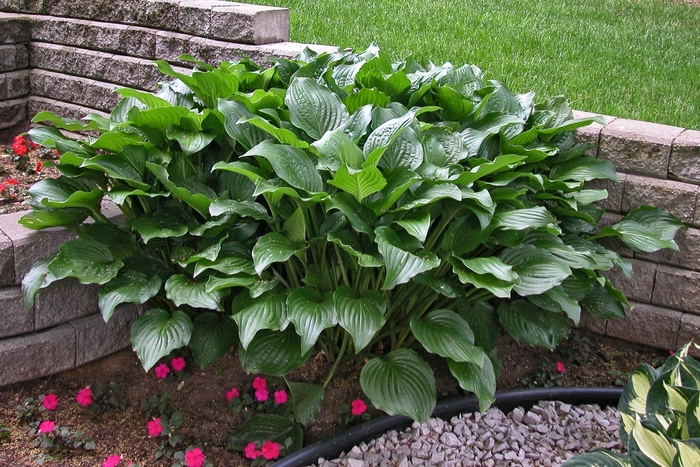 Plantain Lily - Hosta 'Royal Standard' from Cristina's Garden Center