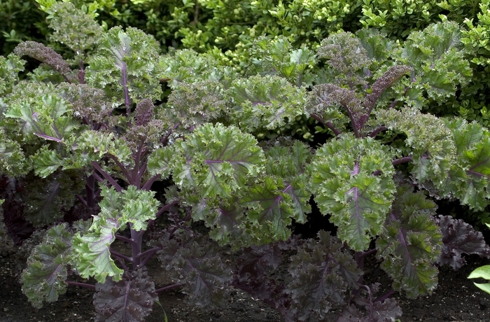 Ornamental Cabbage - Brassica oleracea 'Redbor' from Cristina's Garden Center