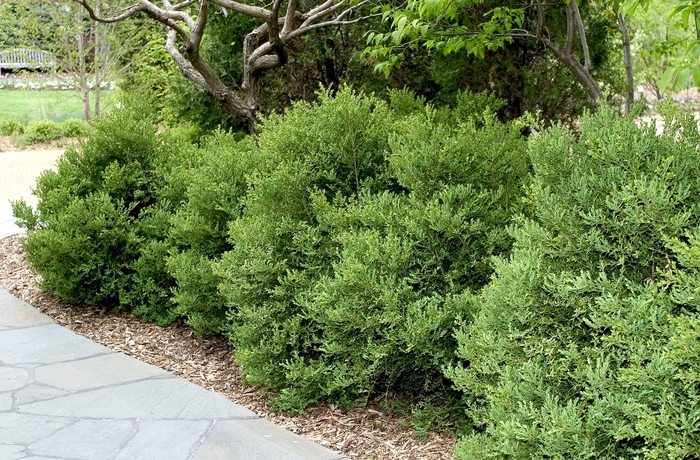 Wintergreen Boxwood - Buxus microphylla var. japonica 'Wintergreen' from Cristina's Garden Center
