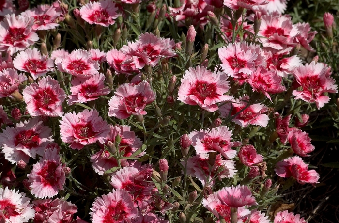 Pinks - Dianthus chinensis 'Super Parfait Strawberry' from Cristina's Garden Center