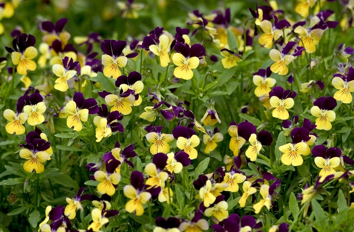 Pansy - Viola cornuta 'Penny Yellow Jump-up' from Cristina's Garden Center