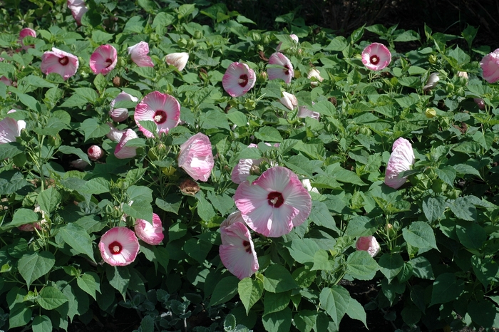 Hibiscus - Hibiscus moscheutos 'Luna Pink Swirl' from Cristina's Garden Center