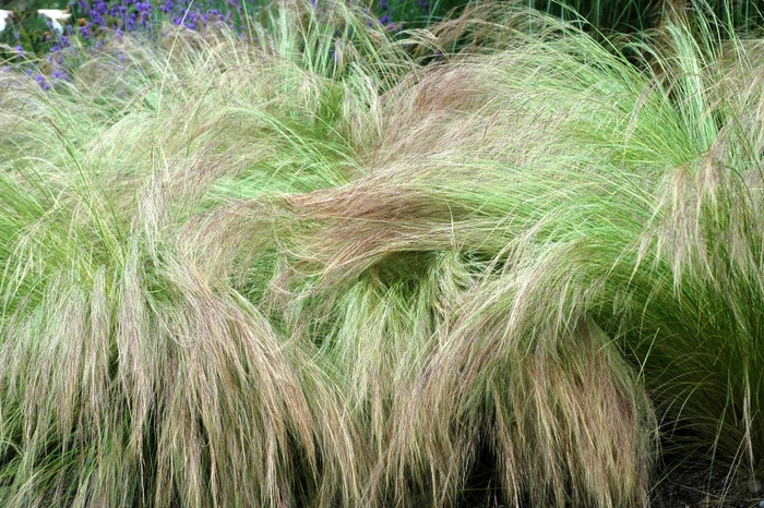 Feather Grass - Stipa tenuissima from Cristina's Garden Center