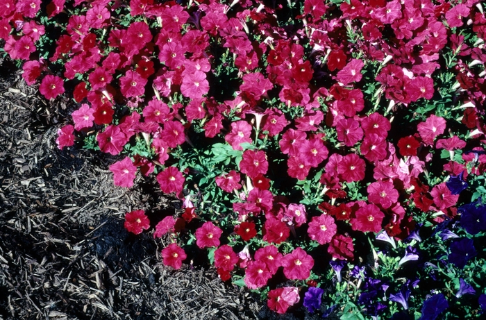 Petunia - Petunia hybrida 'Carpet Bright Red' from Cristina's Garden Center