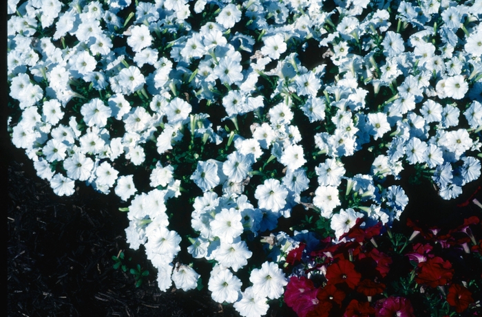 Petunia - Petunia hybrida 'Carpet White' from Cristina's Garden Center
