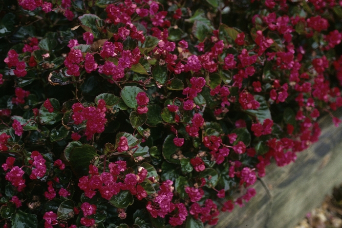Doublet® Red Begonia - Begonia semperflorens 'Doublet® Red' from Cristina's Garden Center