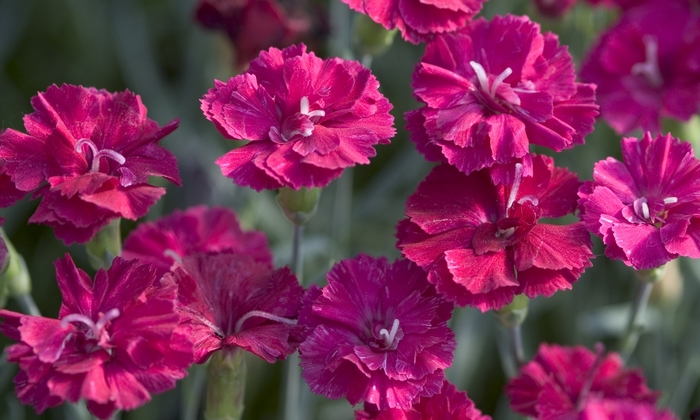 Pinks - Dianthus x ''Frosty Fire'' from Cristina's Garden Center