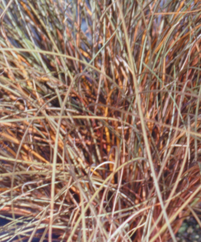 Grasses Toffee Twist - Carex flagellifera from Cristina's Garden Center