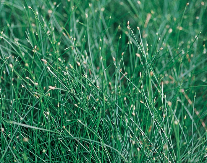 Graceful Grasses™ - Scirpus cernus 'Fiber Optic Grass' from Cristina's Garden Center