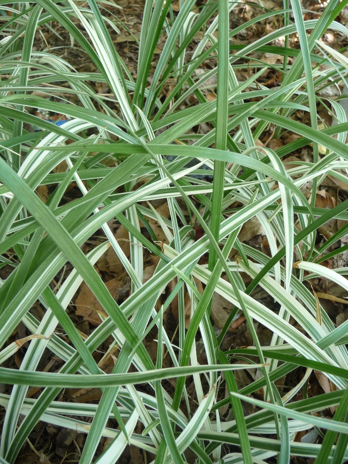 Aztec Grass - Ophiopogon jaburan 'Vittatus' from Cristina's Garden Center