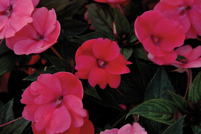SunPatiens® Compact - Impatiens 'Deep Rose' from Cristina's Garden Center