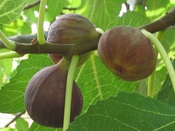 Black Mission Fig - Ficus carica 'Black Mission' from Cristina's Garden Center
