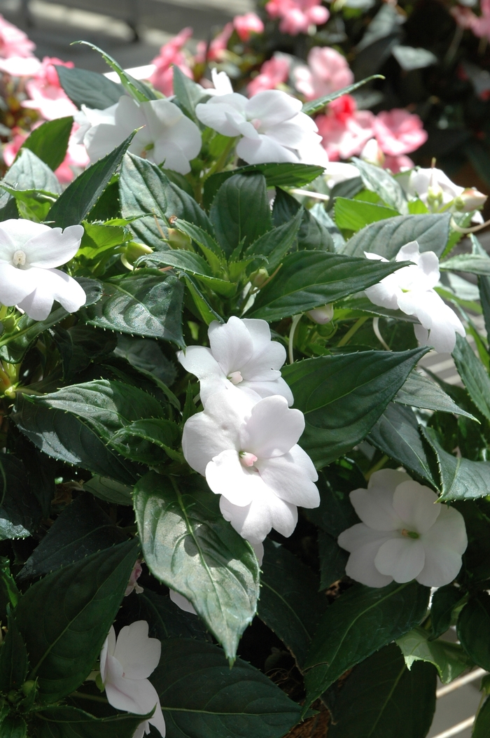 SunPatiens® Compact White - Impatiens 'White' from Cristina's Garden Center