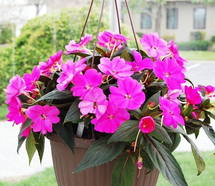 SunPatiens® Compact Lilac - Impatiens 'Lilac' from Cristina's Garden Center