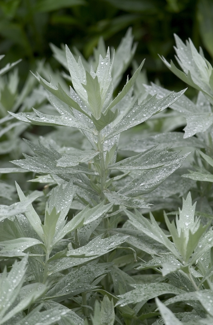 Wormwood - Artemisia ludoviciana 'Silver King' from Cristina's Garden Center