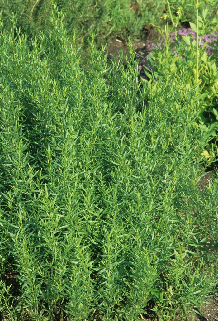 Tarragon - Artemisia dracunculus from Cristina's Garden Center