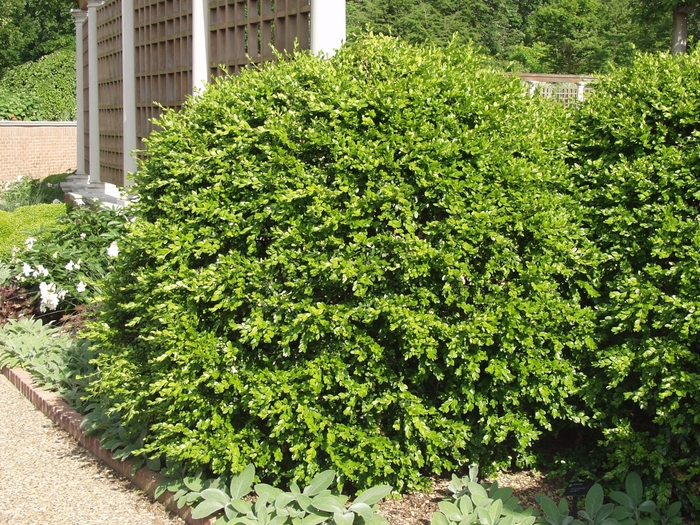 Japanese boxwood - Buxus microphylla var. japonica from Cristina's Garden Center