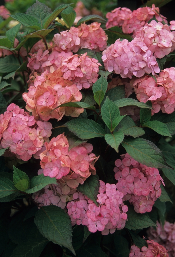Pink Beauty Hydrangea - Hydrangea macrophylla 'Pink Beauty' from Cristina's Garden Center