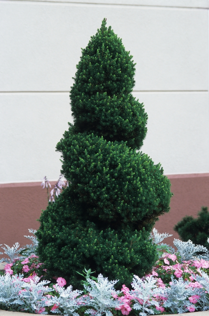 Dwarf Alberta Spruce - Picea glauca 'Conica' from Cristina's Garden Center