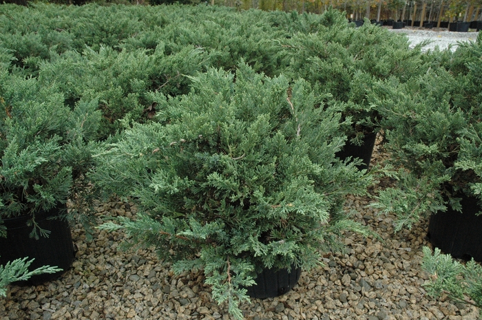 Parsons Juniper - Juniperus davurica 'Expansa' ('Parsonii') from Cristina's Garden Center