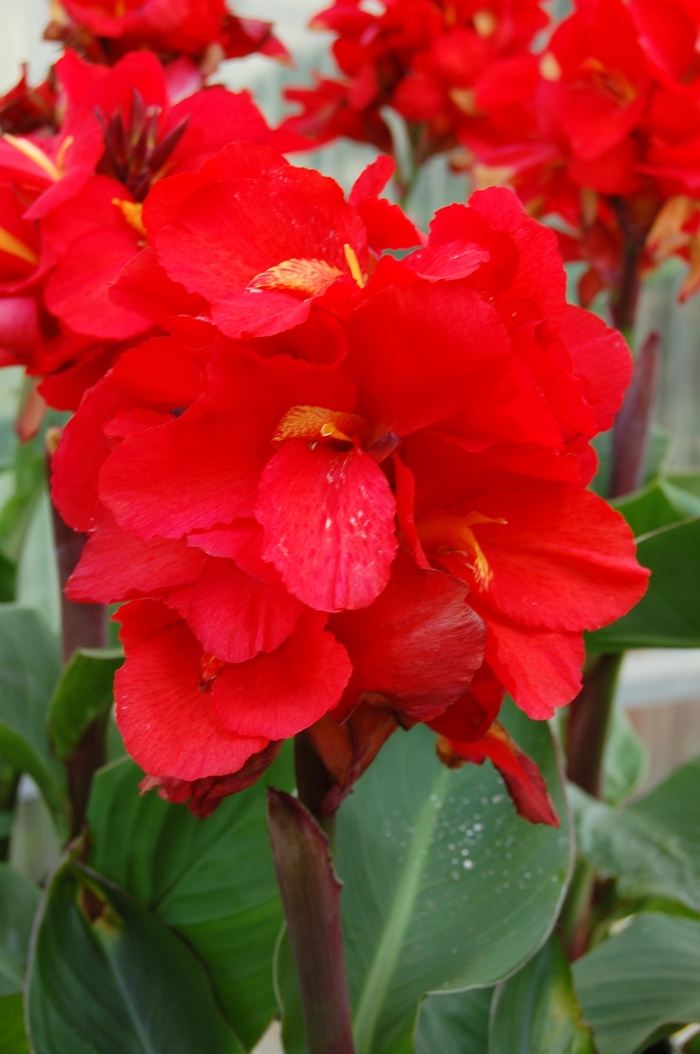 Tropical™ Red Canna Lily - Canna 'Tropical™ Red' from Cristina's Garden Center