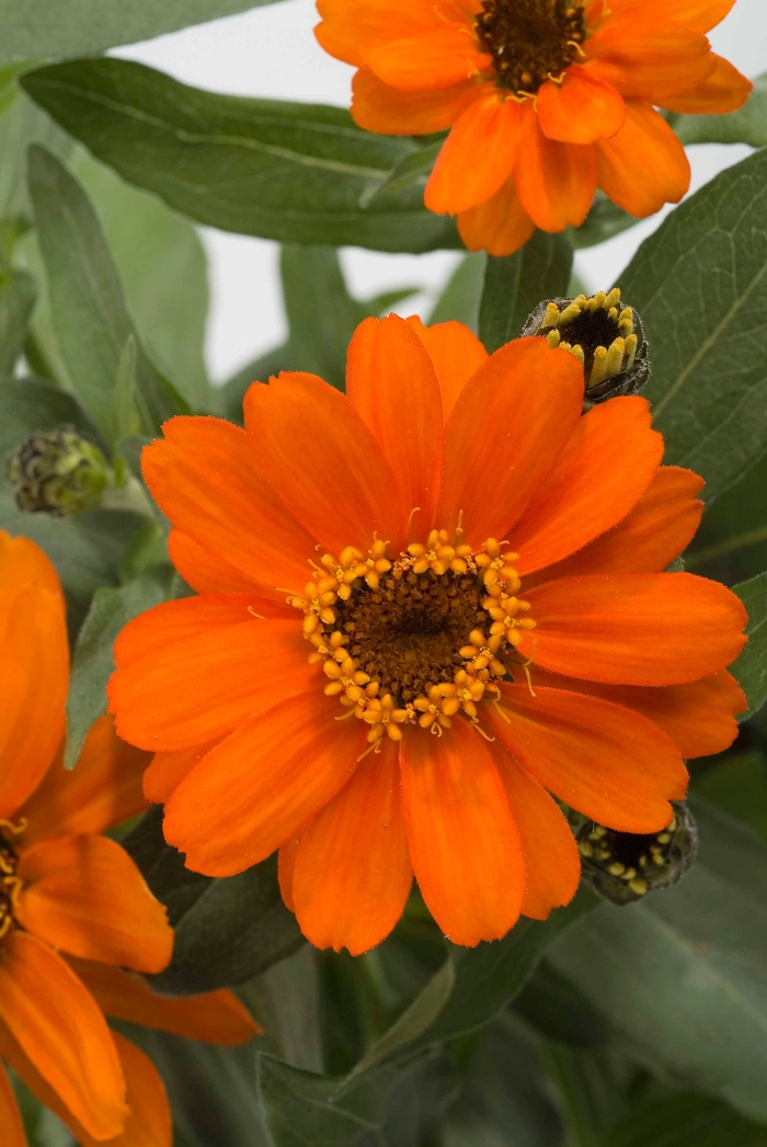 Zinnia - Zinnia hybrid 'Profusion Orange' from Cristina's Garden Center