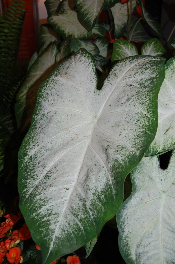 Angel Wings - Caladium fancy leaf 'Aaron' from Cristina's Garden Center