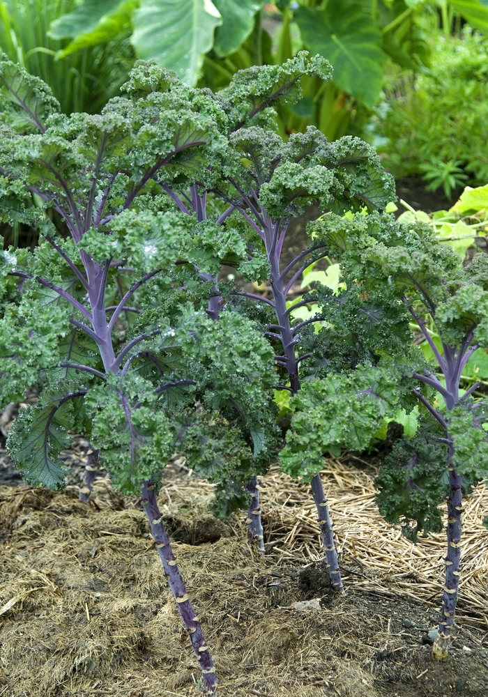 Flowering Kale - Kale from Cristina's Garden Center