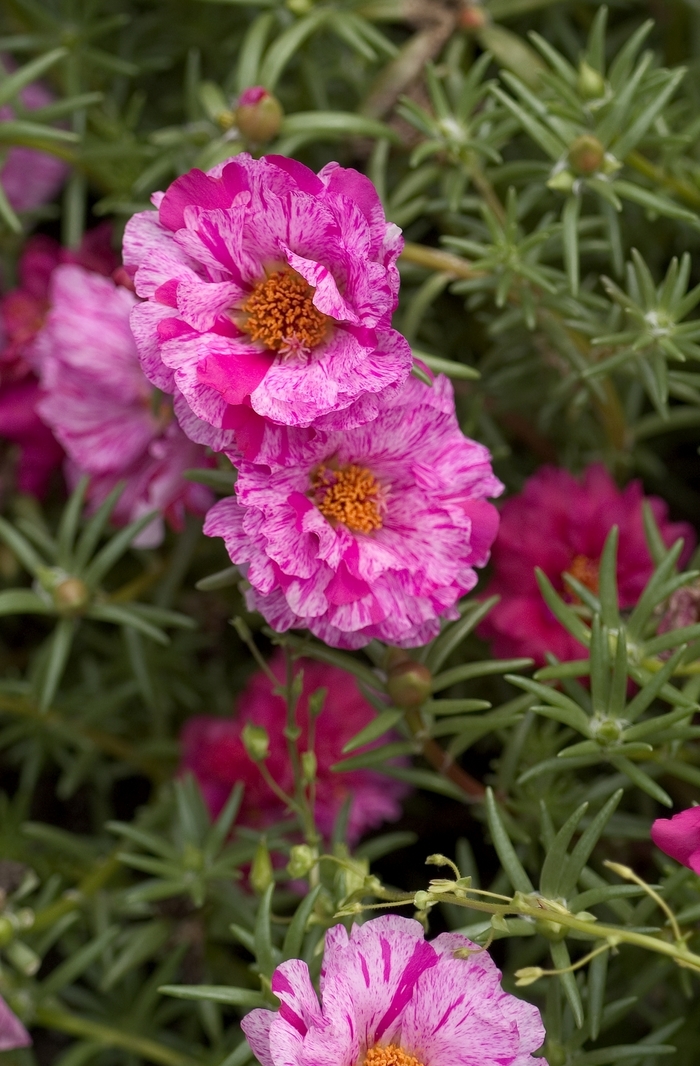 Moss Rose - Portulaca grandiflora 'Sundial Peppermint' from Cristina's Garden Center