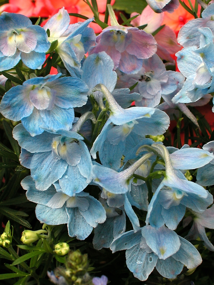 Larkspur - Delphinium grandiflorum 'Summer Blues' from Cristina's Garden Center