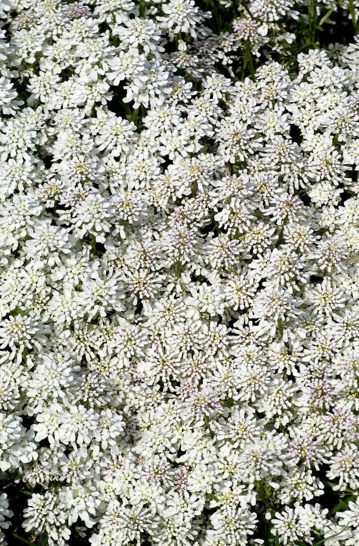 Snowflake Evergreen Candytuft - Iberis sempervirens from Cristina's Garden Center