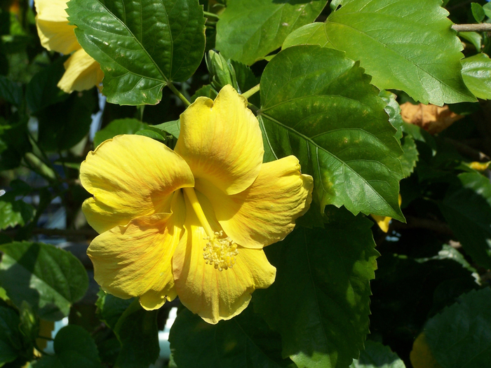 Yellow Tropical Hibiscus - Hibiscus rosa-sinensis from Cristina's Garden Center