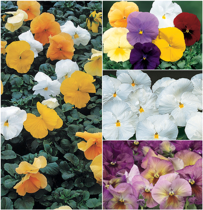 Pansy - Delta™ Series Solid Shades from Cristina's Garden Center