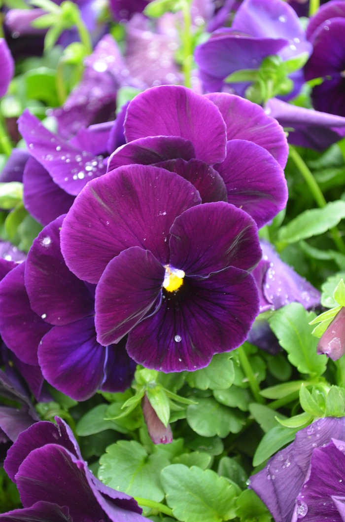Pansy - Viola x wittrockiana 'Matrix® Purple' from Cristina's Garden Center