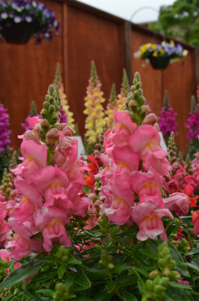 Dwarf Garden Snapdragon - Antirrhinum majus 'Snapshot Pink' from Cristina's Garden Center