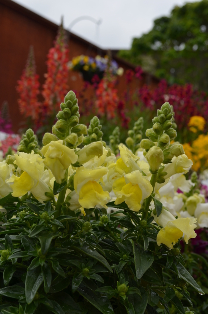 Dwarf Garden Snapdragon - Antirrhinum majus 'Snapshot Yellow' from Cristina's Garden Center