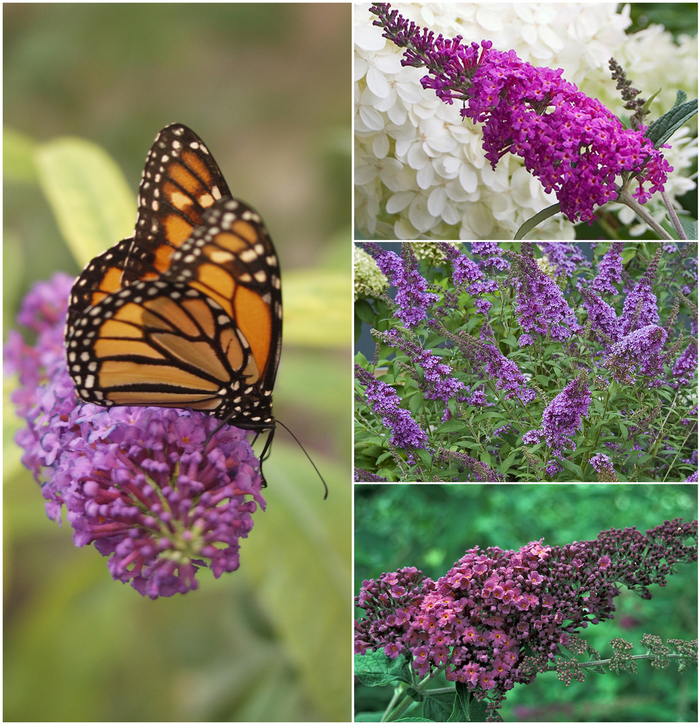 Butterfly Bush - Buddleia - Multiple Varieties from Cristina's Garden Center