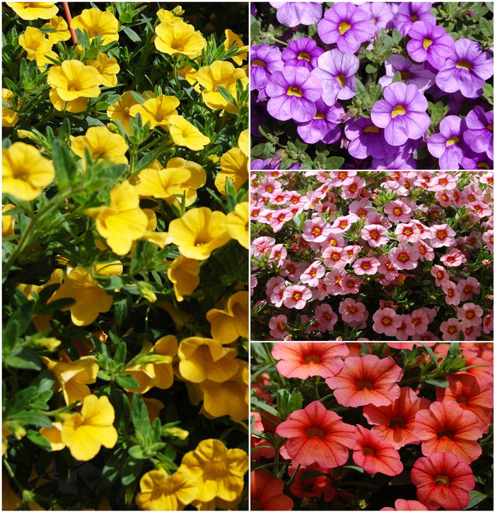 Aloha™ Calibrachoa - Multiple Varieties from Cristina's Garden Center