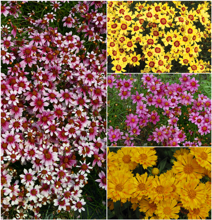 Coreopsis - Threadleaf - Multiple Varieties from Cristina's Garden Center