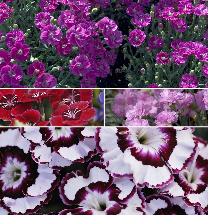 Dianthus - Multiple Varieties from Cristina's Garden Center