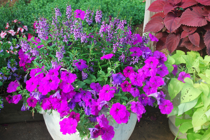 Summer snapdragon - Angelonia angustifolia 'Serena Purple' from Cristina's Garden Center