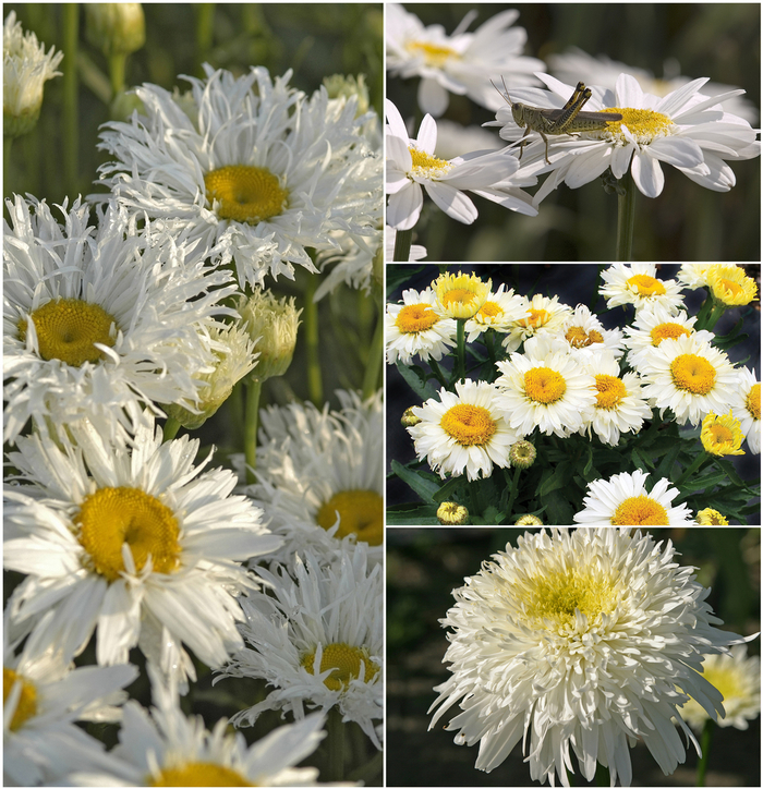 Shasta Daisy - Leucanthemum Multiple Varieties from Cristina's Garden Center