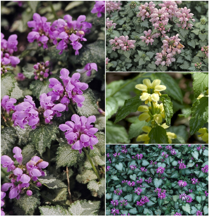 Lamium - Multiple Varieties from Cristina's Garden Center
