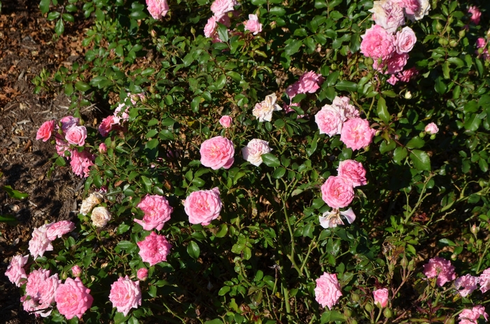 'Drift®' Rose - Rosa 'Meiswetdom' from Cristina's Garden Center