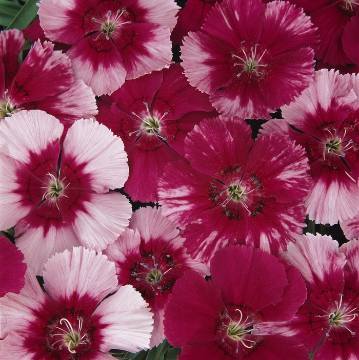 PanAmerican Seed Co. - Dianthus chinensis 'Corona' from Cristina's Garden Center