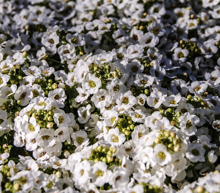 Sweet Alyssum - Lobularia maritima 'Snow Crystals®' from Cristina's Garden Center