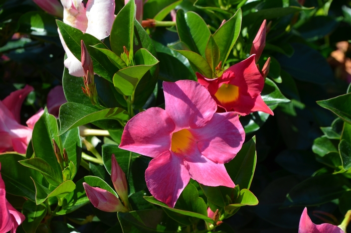 Trumpet Flower - Dipladenia Pink from Cristina's Garden Center