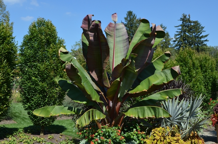 Banana Palm - Ensete ventricosum 'Maurelii' from Cristina's Garden Center