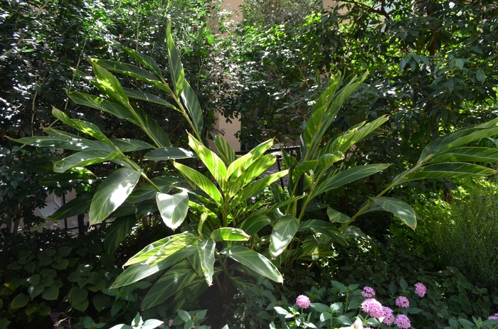 Variegated Ginger - Alpinia zerumbet 'Variegata' from Cristina's Garden Center