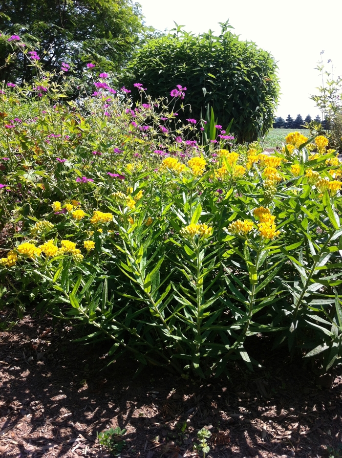 Butterfly Milkweed - Asclepias tuberosa 'Hello Yellow' from Cristina's Garden Center